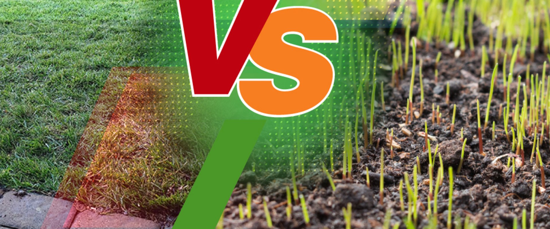 Understanding the Basics of Grass Seeding and Sodding