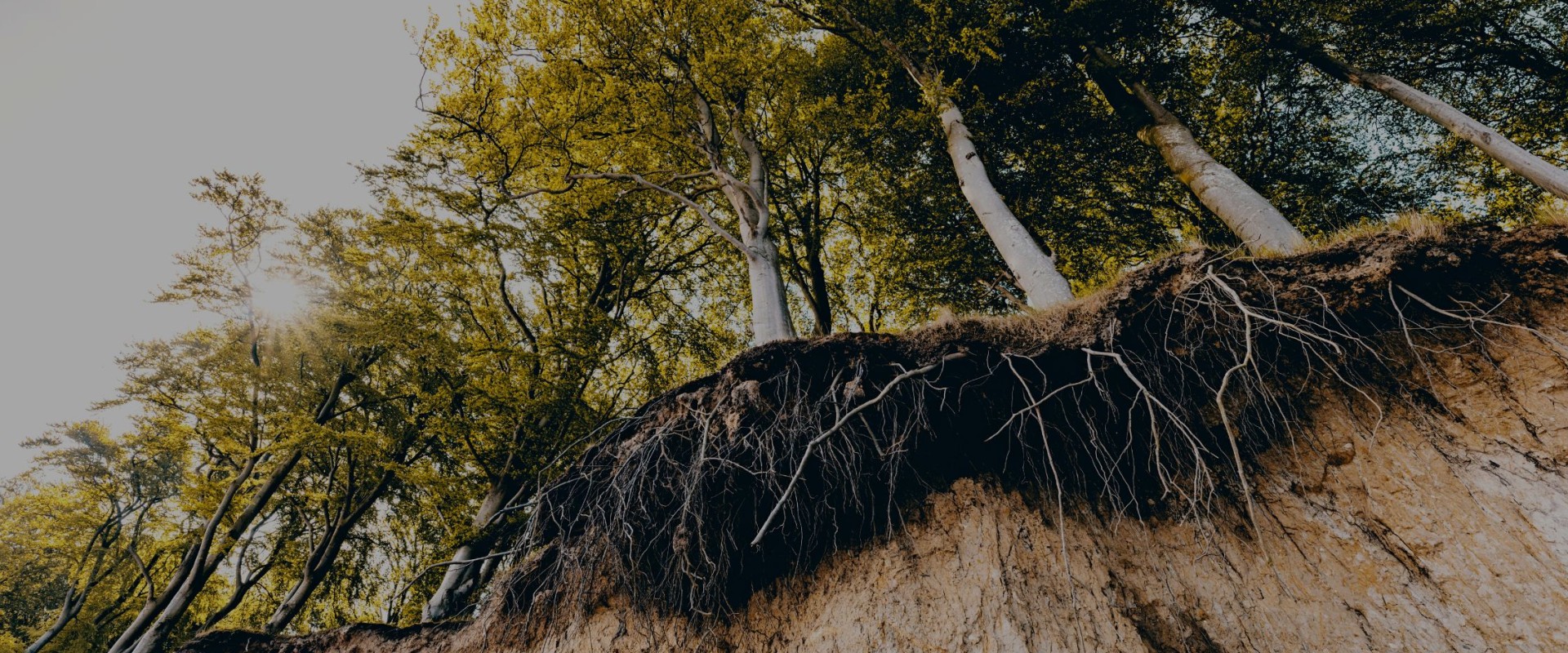 Planting Trees and Shrubs for Erosion Control