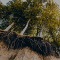 Planting Trees and Shrubs for Erosion Control
