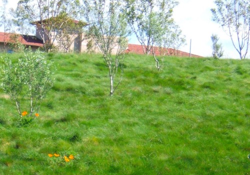 A Complete Guide to Mulch and Seed Blends for Erosion Control