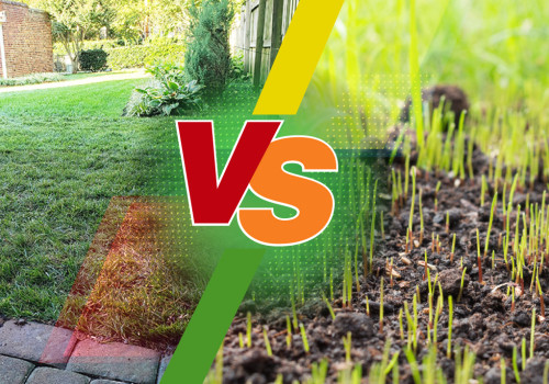 Understanding the Basics of Grass Seeding and Sodding