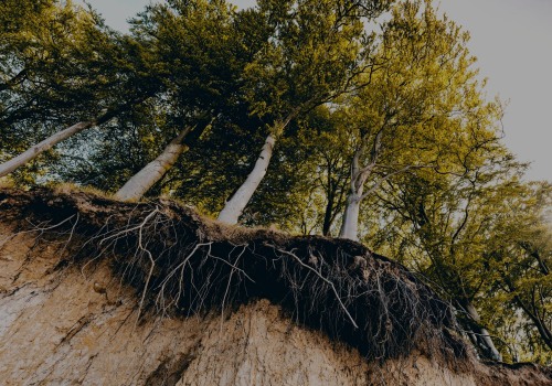 Planting Trees and Shrubs for Erosion Control
